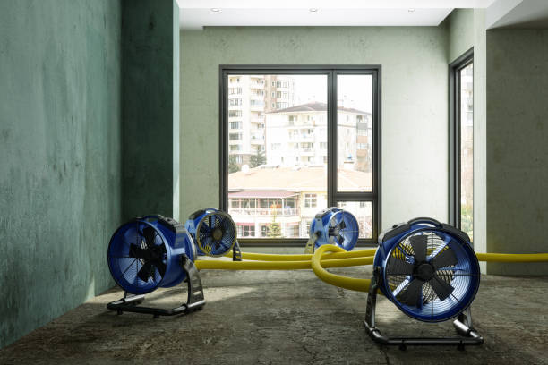 Best Mold removal after water damage  in Rosemont, IL